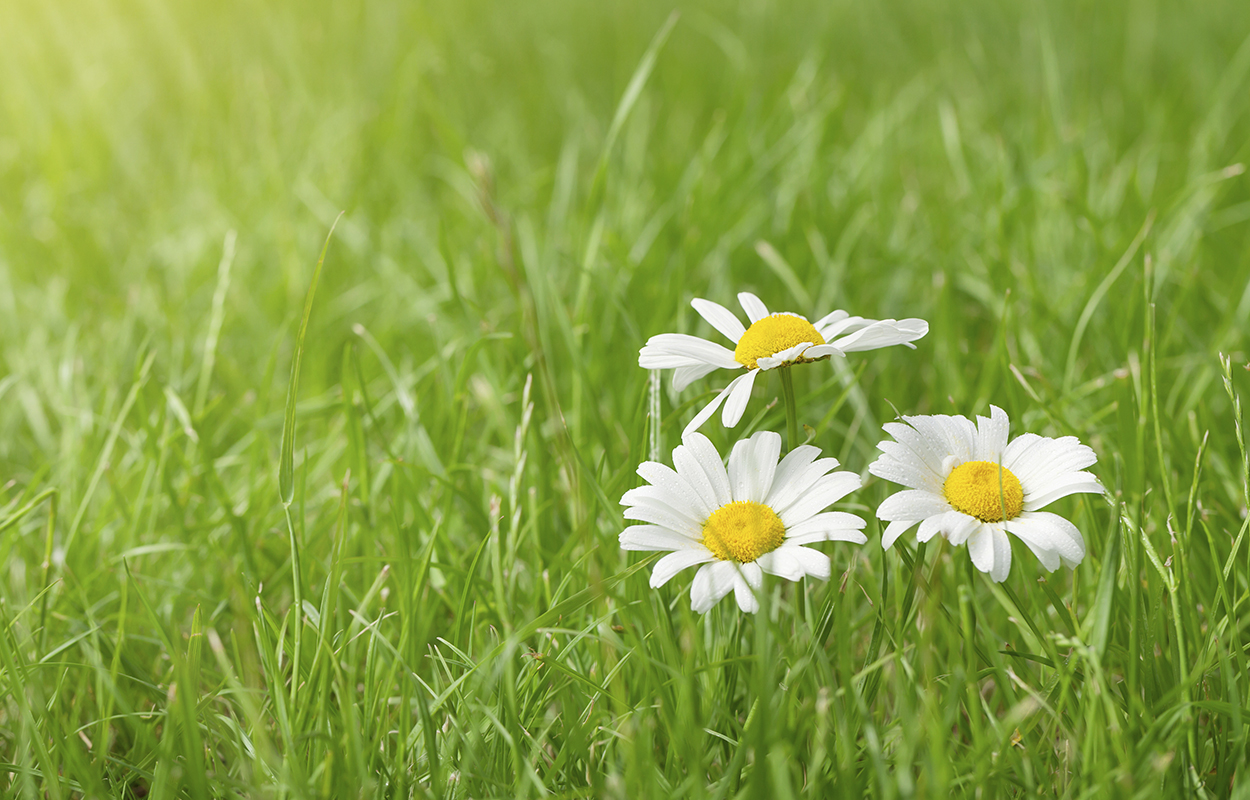 Baggrund Aftenskolen Magnum Opus 05