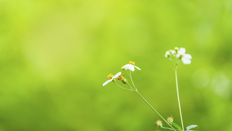FALL BACK Aftenskolen Magnum Opus