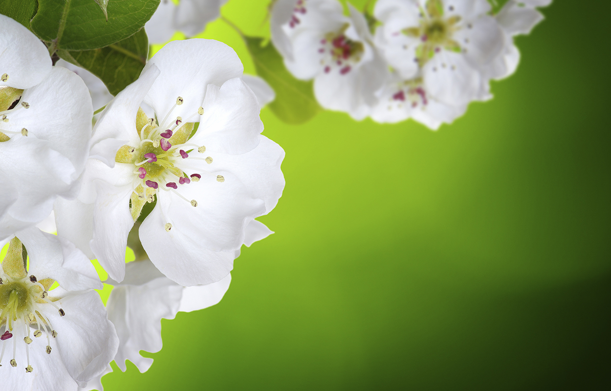 Baggrund Aftenskolen Magnum Opus 04