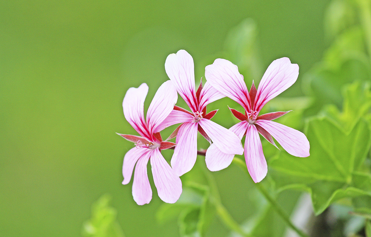 Baggrund Aftenskolen Magnum Opus 02