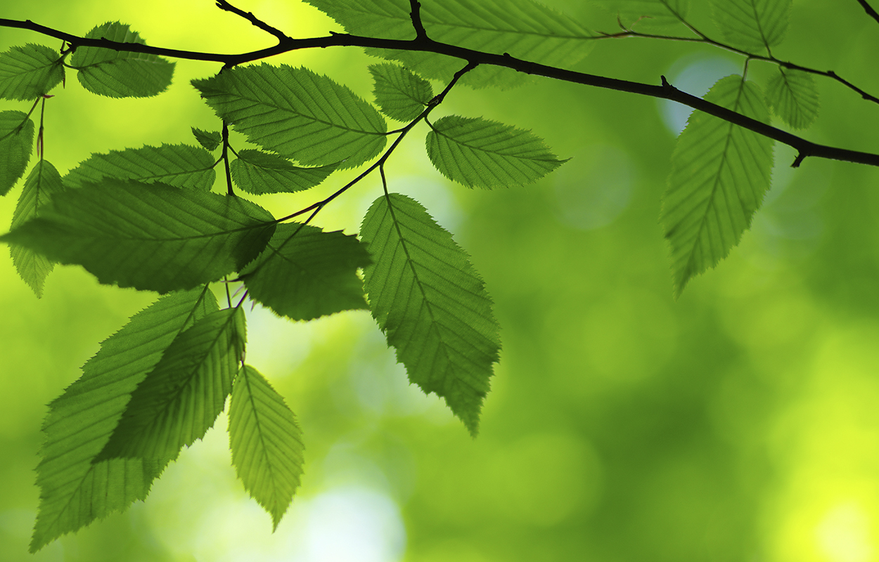 Baggrund Aftenskolen Magnum Opus 12